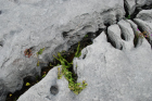 Sheshymore Limestone with classic kharstified exposures of the disolving fracture margins, Grikes, of tabular blocks of limestone pavement, Clints. Widened driven by post glacial disolution (McNamara, & Hennessy, 2010). Variscan folding initiated the fractures (Coller, 1984).